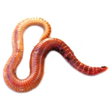 Load image into Gallery viewer, One Thousand Live Worms 1,000 Red Wigglers for Composting